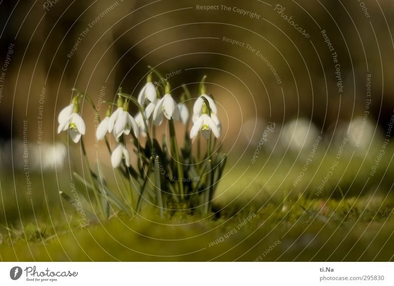 Frühling Schönes Wetter Blume Moos Wildpflanze Schneeglöckchen Garten Park Wiese Europa Blühend Duft glänzend hängen hell klein natürlich gelb grün weiß