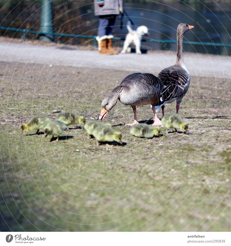 We are family 1 Mensch Natur Frühling Schönes Wetter Eis Frost Park Wiese Seeufer Jeanshose Stiefel Tier Wildtier Flügel Gans Tiergruppe Tierfamilie beobachten