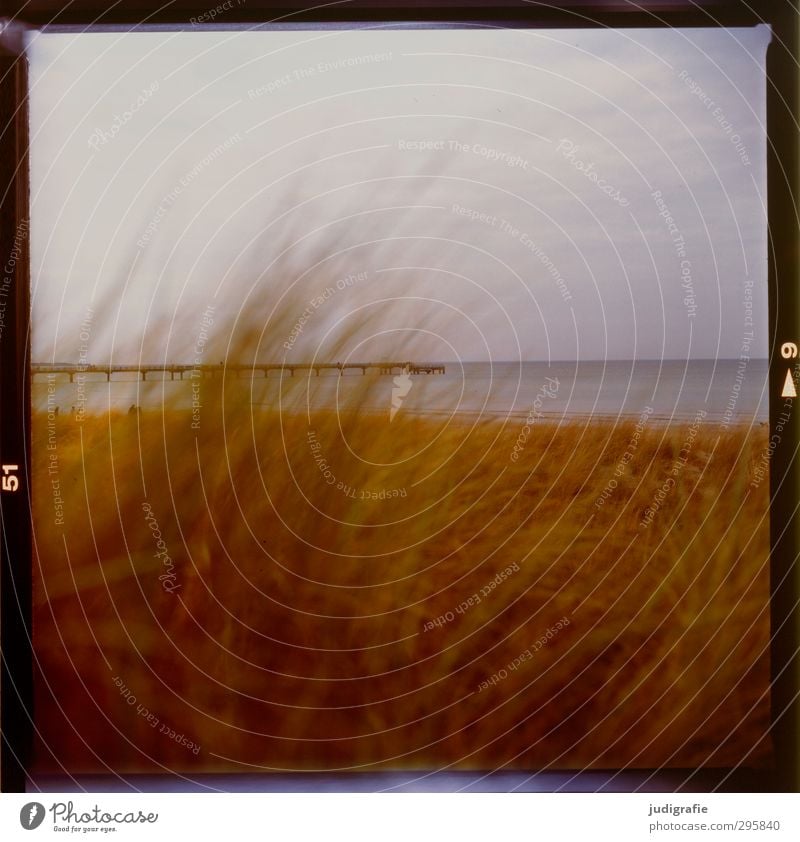 Ostsee Umwelt Natur Landschaft Pflanze Wasser Himmel Klima Gras Küste Strand Düne Dünengras Prerow Brücke Seebrücke kalt natürlich wild braun Stimmung Farbfoto