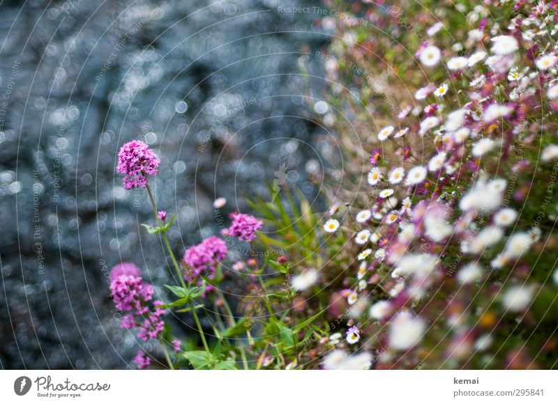 Bachblümchen Umwelt Natur Landschaft Pflanze Wasser Sommer Blume Sträucher Blatt Blüte Wildpflanze Gänseblümchen Fluss Flussufer Böschung Blühend Wachstum schön