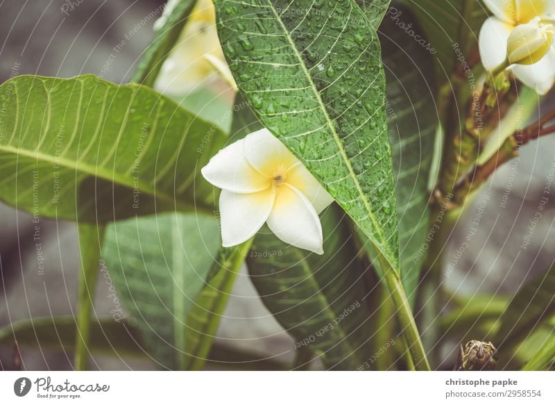 exotisches Blümchen (Frangipani) Pflanze Blatt Blüte Grünpflanze Wildpflanze Park Urwald Blühend nass Farbfoto Außenaufnahme Menschenleer Tag