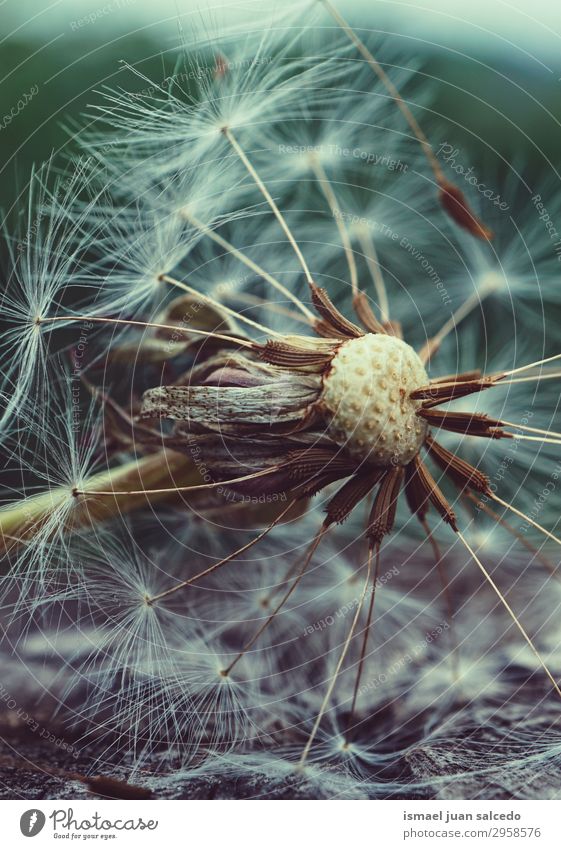 Löwenzahnblütenpflanze im Sommer in der Natur Blume Pflanze Samen geblümt Garten Dekoration & Verzierung abstrakt Konsistenz weich Außenaufnahme