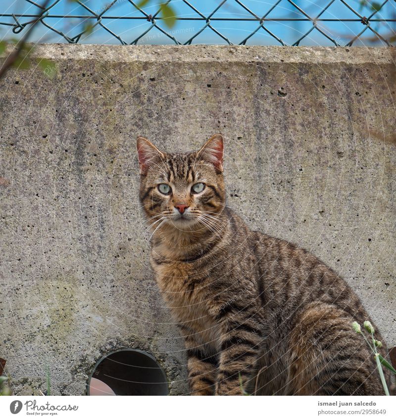 graues Katzenportrait auf der Straße, streunende Katze in der Natur Haustier Katzenbaby heimisch Backenbart Porträt Tier Kopf Auge Ohr Behaarung