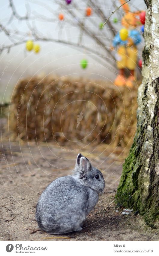 Osterhasi Ostern Frühling Baum Sträucher Tier Haustier 1 klein niedlich Osterhase Osterei Dekoration & Verzierung Hase & Kaninchen Stroh Farbfoto mehrfarbig