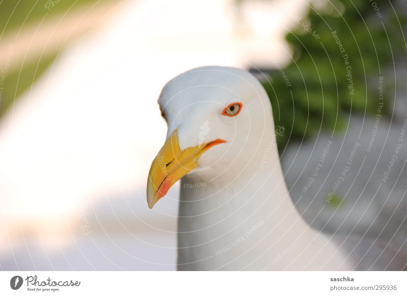 vogelperspektive Tier Wildtier Vogel Tiergesicht 1 Lächeln Blick Coolness Pause Ferien & Urlaub & Reisen Möwe Wachsamkeit Farbfoto mehrfarbig Außenaufnahme