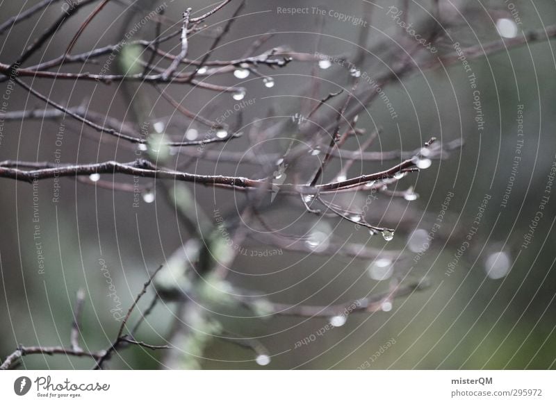 humid. Umwelt Natur Landschaft Urelemente Erde Wasser Wassertropfen ästhetisch Zweige u. Äste Wald Waldlichtung Unterholz Frühling aufwachen Regenwasser kalt