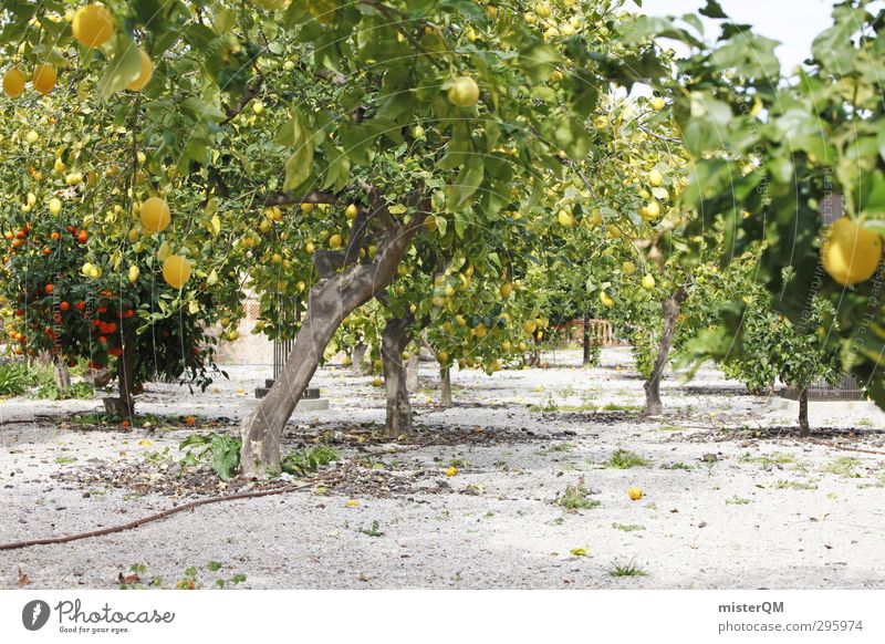 Vitamingarten. Umwelt Natur Landschaft Pflanze Erde ästhetisch gedeihen Wachstum reif Zitrone Zitronensaft Frucht Obstgarten zitronengelb Zitronenbaum Orange