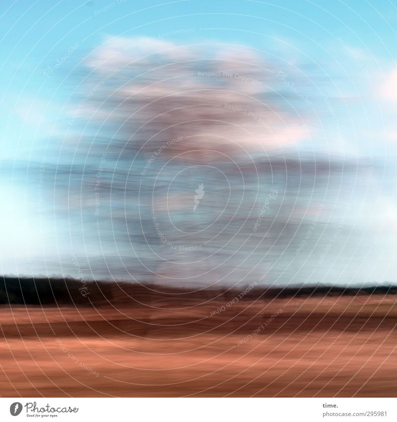 flüchtiger Gedanke Umwelt Natur Landschaft Himmel Wolken Horizont Schönes Wetter Feld Waldrand fliegen Jagd träumen bedrohlich elegant Ferne rebellisch verrückt