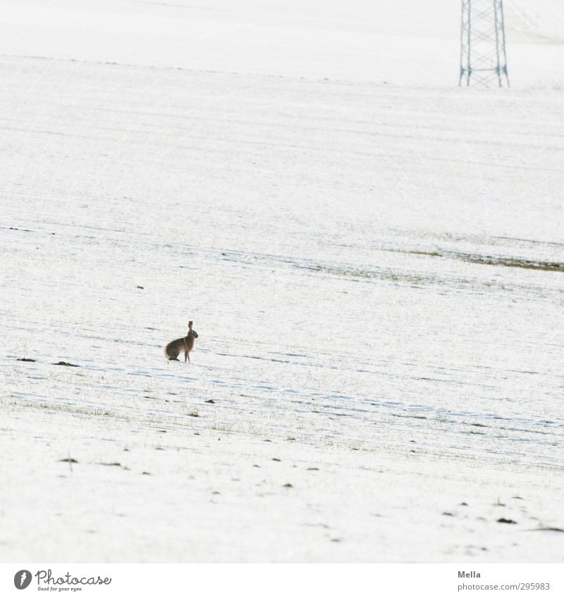 War was? - Ostern verschneit Technik & Technologie Energiewirtschaft Strommast Elektrizität Umwelt Natur Landschaft Tier Erde Frühling Winter Klima Schnee Feld