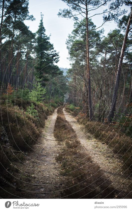 Auf dem Holzweg Ferien & Urlaub & Reisen Ausflug wandern Forstwirtschaft Umwelt Natur Landschaft Pflanze Baum Sträucher Moos Wald Berge u. Gebirge Pfälzerwald