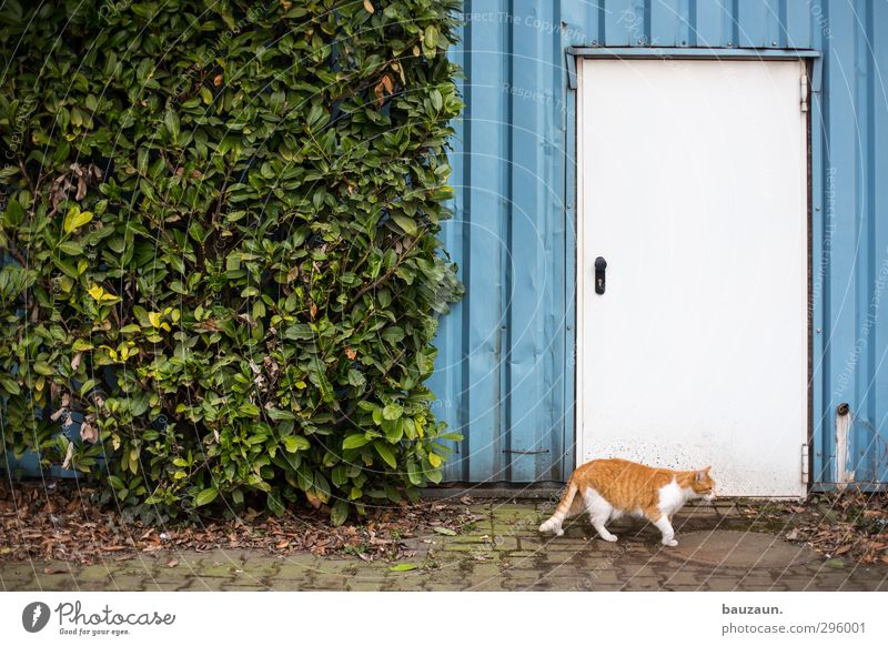 katze ante portas. Büro Fabrik Landwirtschaft Forstwirtschaft Industrie Pflanze Sträucher Menschenleer Industrieanlage Gebäude Mauer Wand Fassade Tür