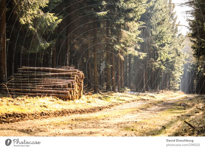 Waldtag Ferien & Urlaub & Reisen Abenteuer Freiheit wandern Natur Pflanze Tier Frühling Sommer Herbst Schönes Wetter Baum blau braun gelb grün schwarz weiß