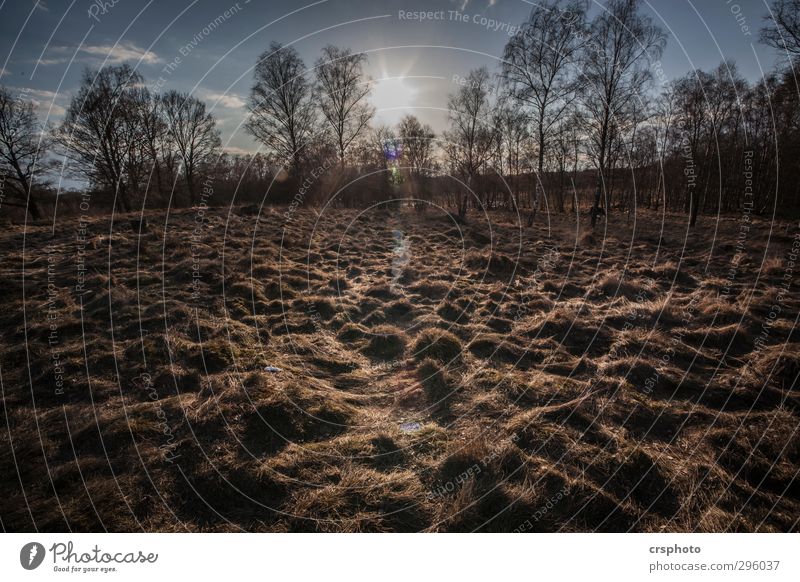 Wenn der Tag geht... Sonne Natur Landschaft Himmel Sonnenaufgang Sonnenuntergang Frühling Baum Feld Wald Moor Sumpf ruhig Hamburg Witmoor Schatten Kontrast