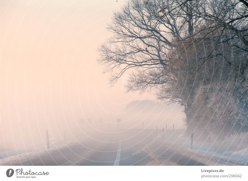 ...ist da ne Kurve? Natur Landschaft Pflanze Himmel Wolken Sonne Sonnenaufgang Sonnenuntergang Sonnenlicht Winter Nebel Baum Sträucher Wildpflanze Verkehr