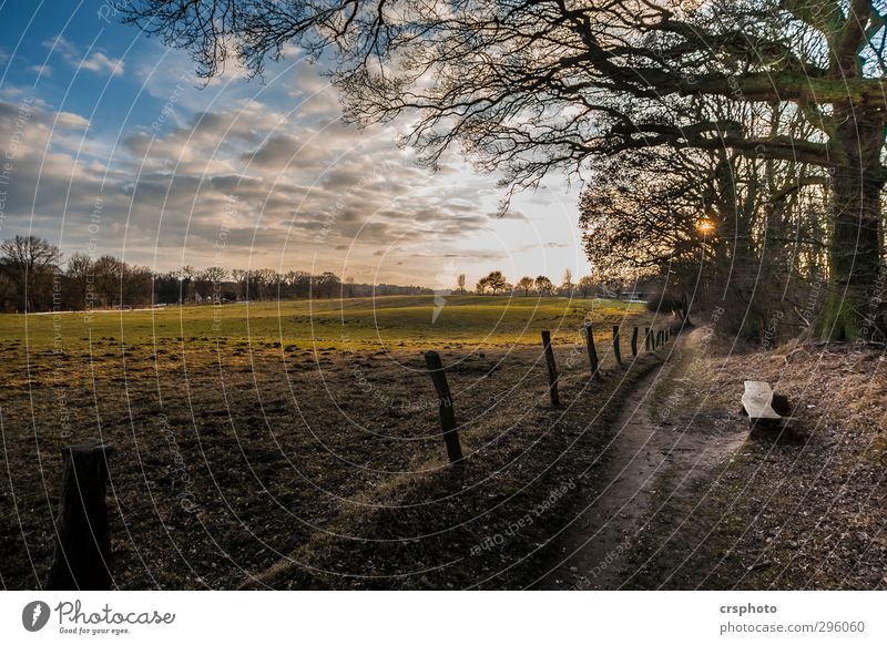 Keep looking for a peaceful place Natur Landschaft Tier Himmel Wolken Sonne Sonnenlicht Schönes Wetter Baum Feld Wald Weide genießen außergewöhnlich