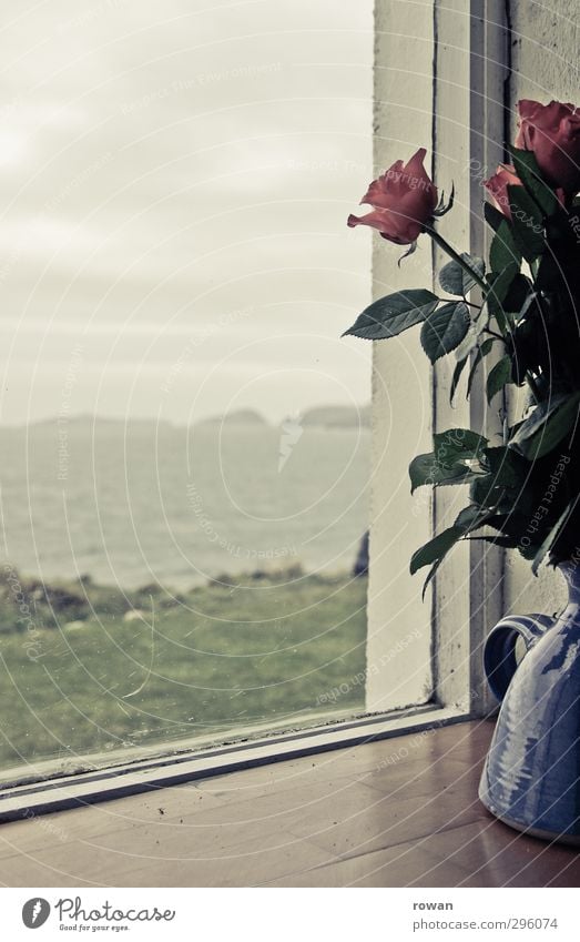 am fensterbrett Häusliches Leben Wohnung Umwelt Natur Landschaft Pflanze Rose Blüte Wellen Küste Bucht Meer ruhig Liebeskummer Fernweh Einsamkeit Fenster