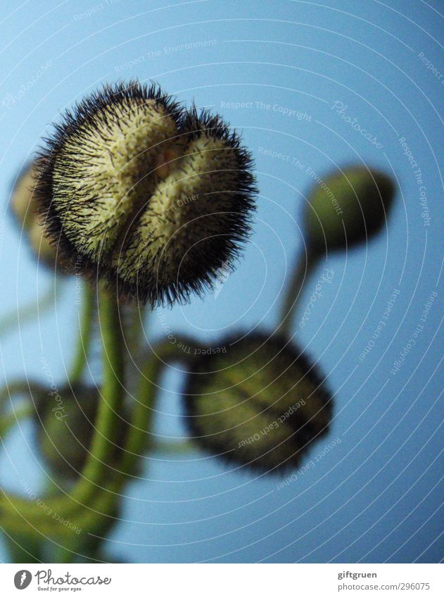 spiky Natur Pflanze Blume Wachstum Mohn Blütenknospen stachelig Pflanzenteile Stengel Frühling geschlossen Spalte Stachel blau grün Jungpflanze Klatschmohn