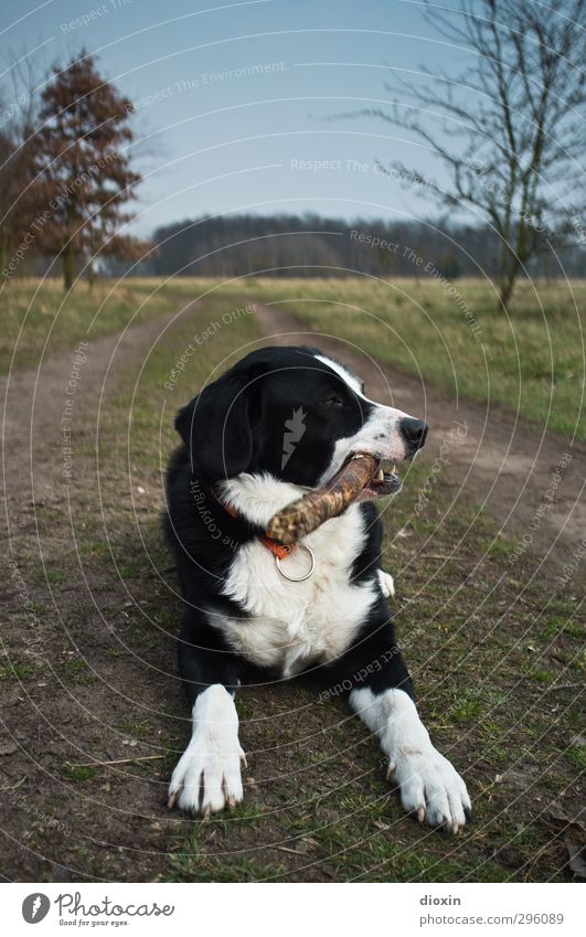 Tiefenpsychologisch gesehen... Umwelt Natur Landschaft Erde Baum Gras Stock Wiese Weide Heide Wege & Pfade Tier Haustier Hund 1 liegen kuschlig natürlich