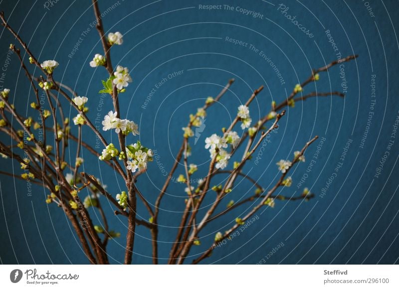 Und der Frühling kommt doch! Natur Pflanze Blüte Blühend ästhetisch blau Stimmung Fröhlichkeit Zufriedenheit Lebensfreude Frühlingsgefühle Vorfreude