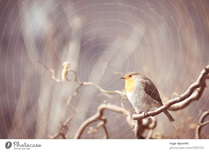 Rotkehlchen Umwelt Natur Pflanze Winter Baum Sträucher Haselnuss Garten Tier Wildtier Vogel 1 kalt Jahreszeiten Winterstimmung kahl Farbfoto Außenaufnahme