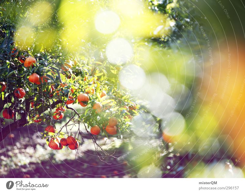 orange sparks. Kunst ästhetisch Zufriedenheit Natur Naturwuchs Orangenbaum Orangenhain Unschärfe Baum Mallorca Spanien Wachstum ökologisch grün biologisch