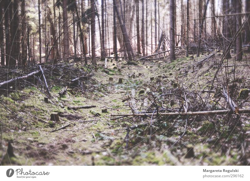 märchenwald Umwelt Natur Landschaft Unwetter Gras Sträucher Moos Blatt Wald trocken braun grün rosa Einsamkeit Leben mehrfarbig Tag