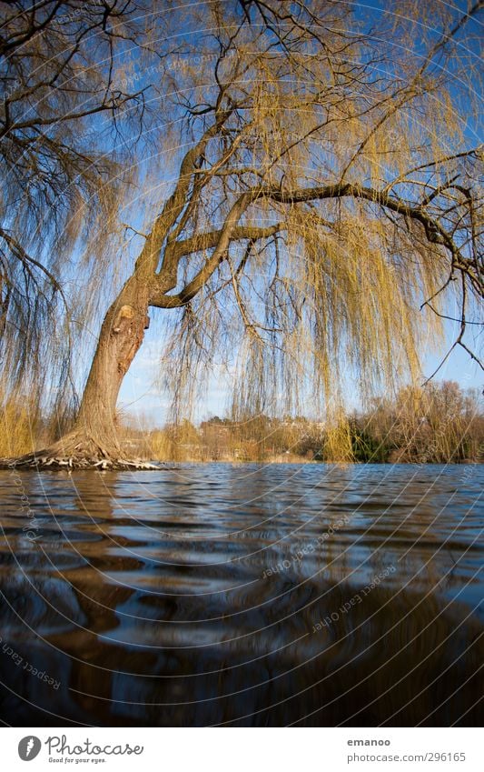 traurige Wasserweide Umwelt Natur Landschaft Pflanze Himmel Klima Wetter Baum Wellen Küste See hängen dehydrieren Wachstum nass natürlich blau grün Kraft