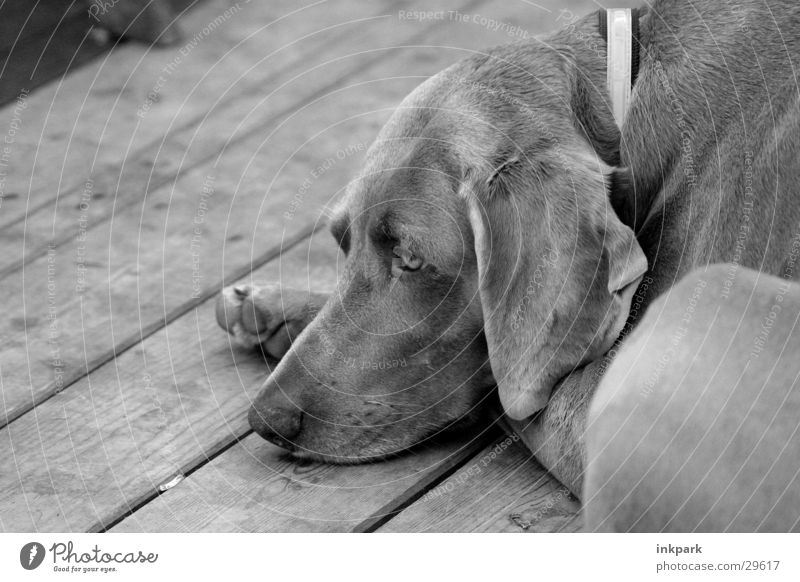 Siesta Hund Halsband Balken Müdigkeit Schläfrig Bodenbelag Hundehalsband