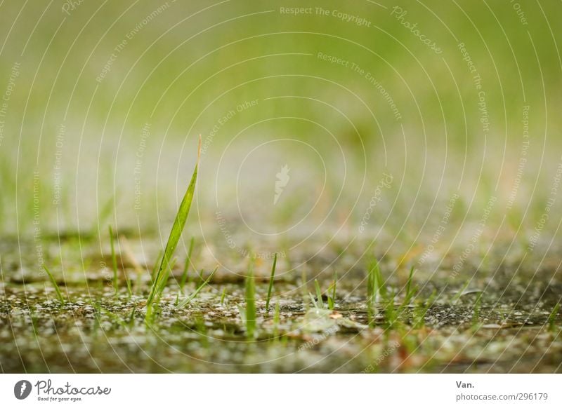 Komm raus, Frühling! Natur Pflanze Erde Gras Halm Garten Wachstum frisch klein grün zart Farbfoto Gedeckte Farben Außenaufnahme Nahaufnahme Menschenleer Tag