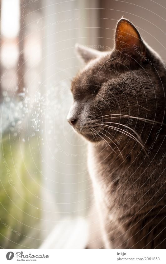 Lieblingsplatz mit Nasenspuren Häusliches Leben Fenster Fensterscheibe Haustier Katze Tiergesicht Rassekatze 1 Blick Spuren Fleck dreckig einäugig Farbfoto