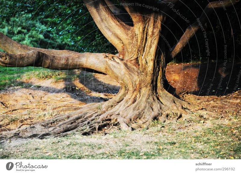 Wurzelsepp Umwelt Natur Pflanze Baum Park alt verwurzelt Baumstamm Baumrinde Ast Abenddämmerung erleuchten Warmes Licht Sträucher Wiese Weisheit Furche