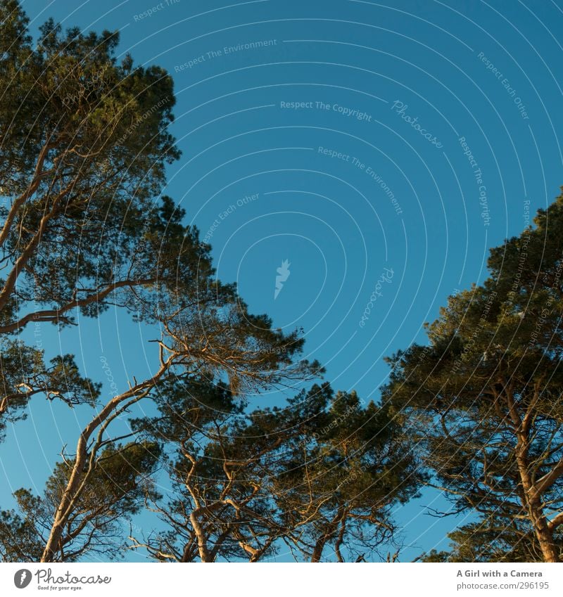 above Umwelt Natur Pflanze Himmel Wolkenloser Himmel Schönes Wetter Baum hoch blau grün Farbfoto mehrfarbig Außenaufnahme Experiment abstrakt Menschenleer