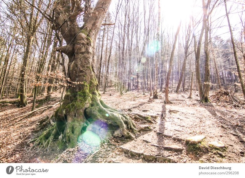 Noch blattlos... Ferien & Urlaub & Reisen wandern Natur Landschaft Pflanze Tier Frühling Sommer Herbst Schönes Wetter Baum Wald braun gelb grün weiß Laubwald