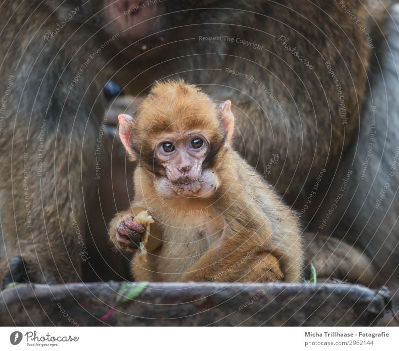 Affenbaby mit Hamsterbacken Natur Tier Sonnenlicht Schönes Wetter Wildtier Tiergesicht Fell Pfote Berberaffen Auge Maul Ohr Äffchen 2 beobachten Fressen