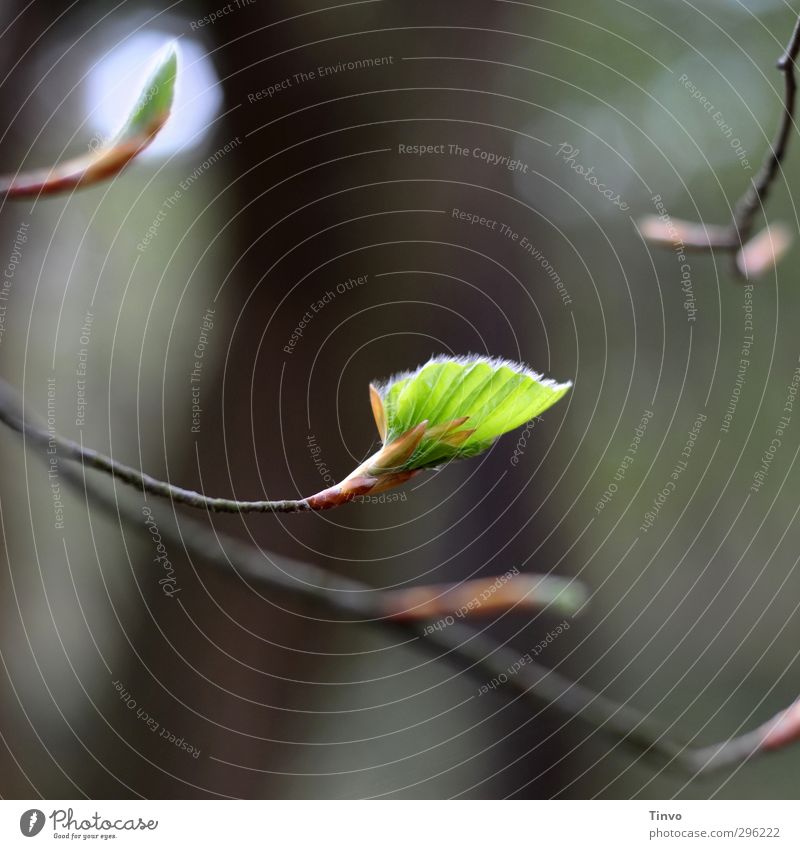 frisch aufblühendes Buchenblatt Natur Pflanze Frühling Schönes Wetter Blatt Blühend braun grün schwarz Beginn Zweig Farbfoto Außenaufnahme Nahaufnahme