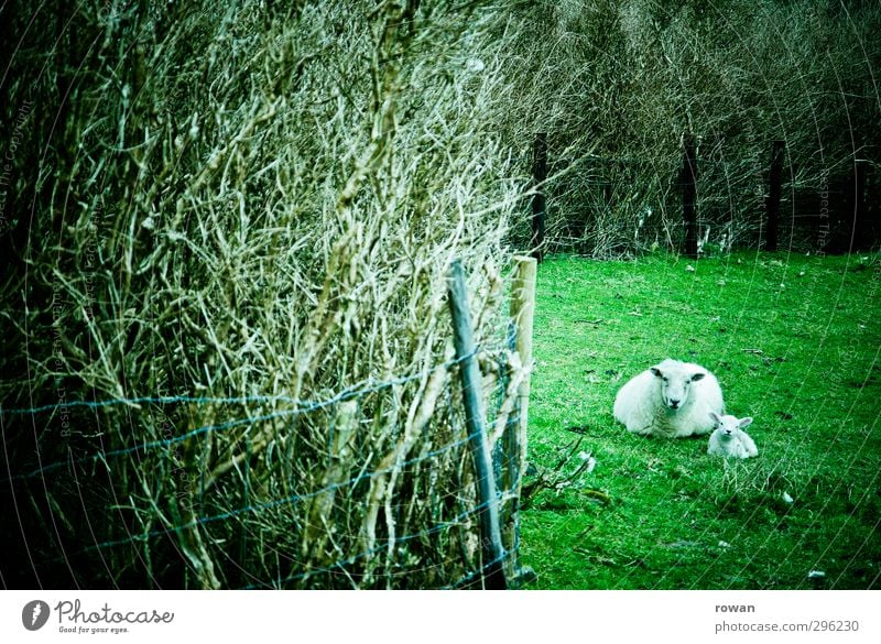 Schafsmama Natur Tier Gras Wiese Feld 2 grün Lamm Mutter Hecke Versteck liegen ruhig behüten Geborgenheit Farbfoto Außenaufnahme Menschenleer Tierfamilie