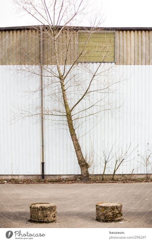 ziemlich schräg. Landwirtschaft Forstwirtschaft Industrie Handel Güterverkehr & Logistik Umwelt Natur Klima Wetter Wind Pflanze Baum Sträucher Menschenleer