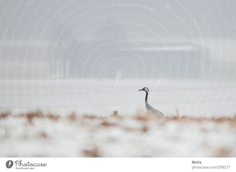 Späher Umwelt Natur Landschaft Tier Erde Winter Nebel Schnee Feld Haus Scheune Wildtier Vogel Kranich 1 Blick stehen frei hell natürlich Neugier trist Freiheit