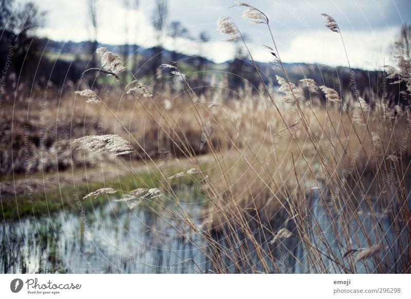 Gräser Umwelt Natur Landschaft Herbst Wind Gras natürlich weich Schilfrohr Farbfoto Außenaufnahme Menschenleer Tag Schwache Tiefenschärfe