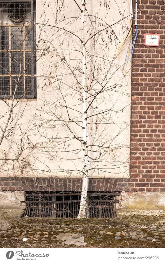 ziemlich wild. Garten Gartenarbeit Fabrik Landwirtschaft Forstwirtschaft Handwerk Pflanze Baum Sträucher Wildpflanze Birke Stadtrand Menschenleer Mauer Wand