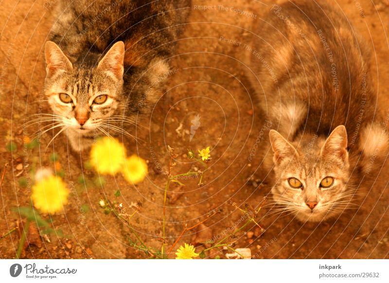 Katzenjammer Sonnenuntergang Blume Erwartung Verkehr Blick Ernährung warten Mietzen