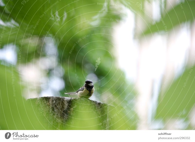 Durchblick Tier Vogel 1 sitzen grün Meisen Kohlmeise verstecken entdecken Blick Wildtier Blatt Laubbaum Baum Natur Einsamkeit warten beobachten klein