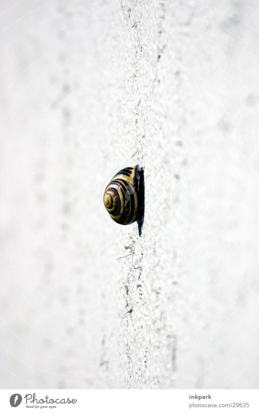 ein langer Weg langsam Wand Haus Verkehr Schnecke Wege & Pfade tief