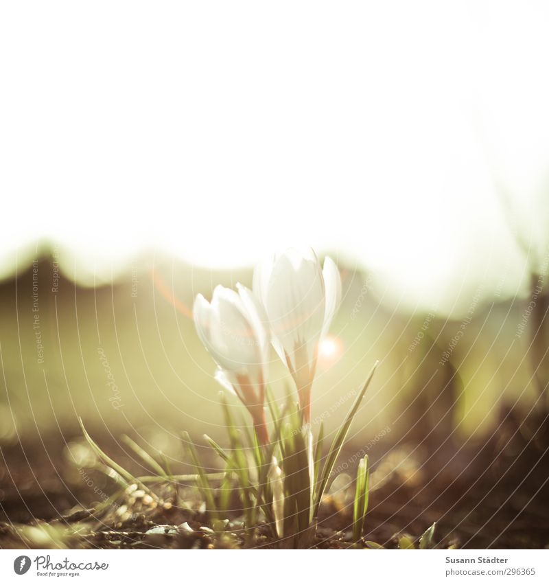 springeling Natur Pflanze Wiese verblüht Frühlingsgefühle Vorfreude Krokusse Blume Light leak Sonnenuntergang Frühlingsblume Außenaufnahme Nahaufnahme