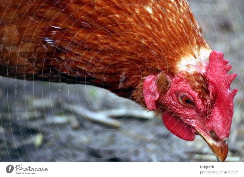 Blindes Huhn und Korn Haushuhn Wurm Verkehr Kamm