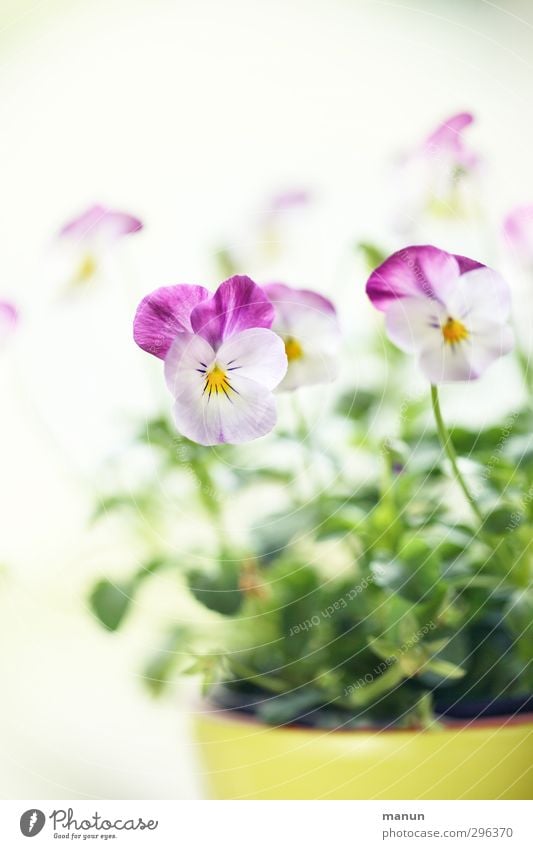 Frühling im Topf Natur Pflanze Blüte Topfpflanze Stiefmütterchen Frühlingsblume Frühlingsfarbe hell natürlich Frühlingsgefühle Farbfoto Menschenleer