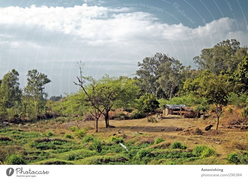 Landwirtschaft in Indien Umwelt Natur Landschaft Pflanze Erde Himmel Wolken Frühling Wetter Schönes Wetter Wärme Baum Gras Sträucher Blatt Grünpflanze