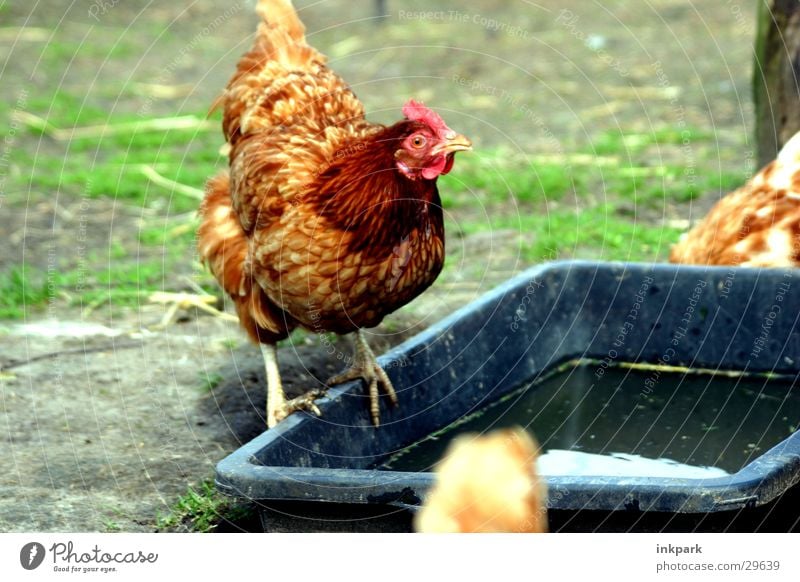 Huhn guckt doof Bauernhof Haushuhn Hahn Verkehr Wasserstelle