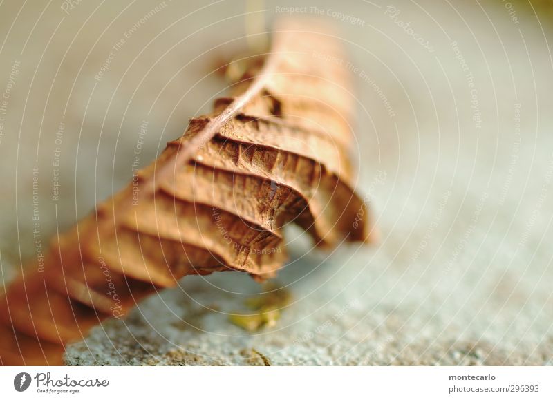 Struktur Umwelt Natur Pflanze Blatt Grünpflanze Wildpflanze alt dünn authentisch einfach natürlich trocken braun Farbfoto mehrfarbig Außenaufnahme Nahaufnahme