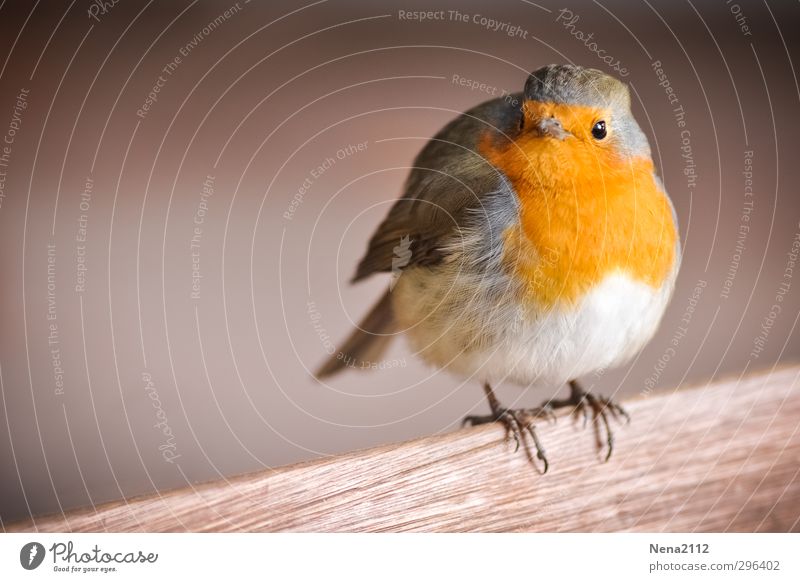 Hey gibt's Futter hier? Natur Tier Vogel Tiergesicht Flügel 1 stehen warten Coolness Glück lustig niedlich schön orange rot Rotkehlchen Farbfoto Außenaufnahme